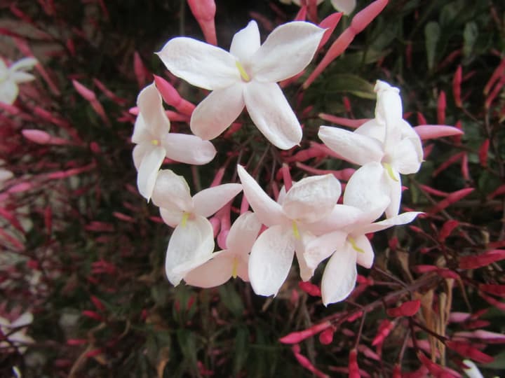 Zweig des Rosa Jasmin mit geöffneten weißen Blüten und vielen langen, schlanken rosa Knospen