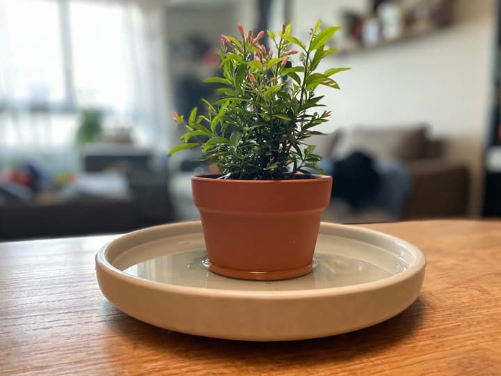 Jasmijn met roze knoppen in een terracotta pot, geplaatst op een brede keramische schotel met een laag stilstaand water rondom de bodem van de pot