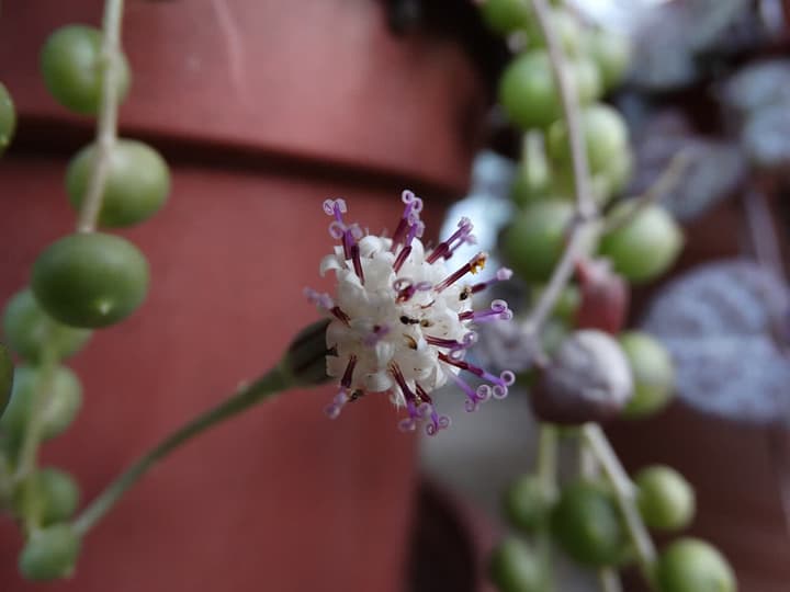 Blüte der Erbsenpflanze: weißes Köpfchen mit lilafarbenen Fäden an einem dünnen Stiel, zwischen herabhängenden Strängen grüner Perlen