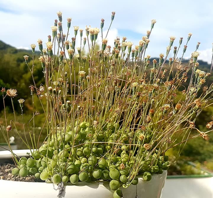 Erbsenpflanze nach einer reichen Blüte, mit vielen dünnen Stielen oberhalb der Perlen und vertrockneten, strohfarbenen Blütenköpfen