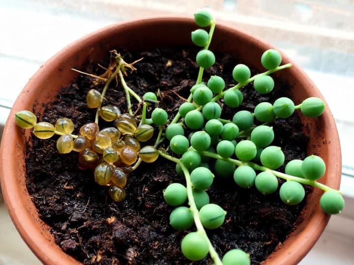 Coroa de um colar-de-pérolas morrendo num vaso de barro: à esquerda, contas moles, amareladas e vítreas; à direita, contas verdes, redondas e firmes, cada uma com uma listra escura de lado