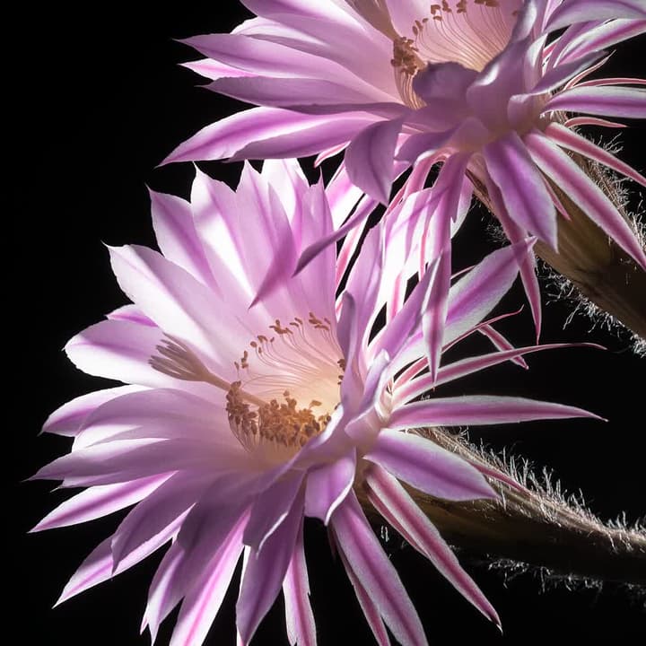 Cactus fiorito del genere Echinopsis: due grandi fiori rosa chiaro aperti all'estremità di lunghi tubi pelosi
