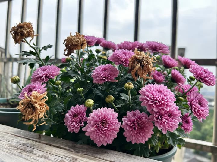 Krysantemum i krukke med visne brune blomster mellem åbne lyserøde blomster og grønne knopper