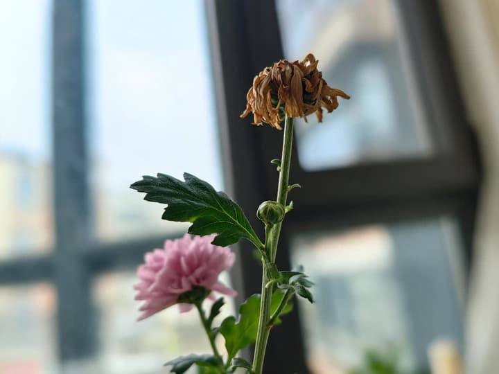 Krysantemumstængel med en brun vissen blomst foroven; længere nede på samme stængel, en lille grøn knop og et blad