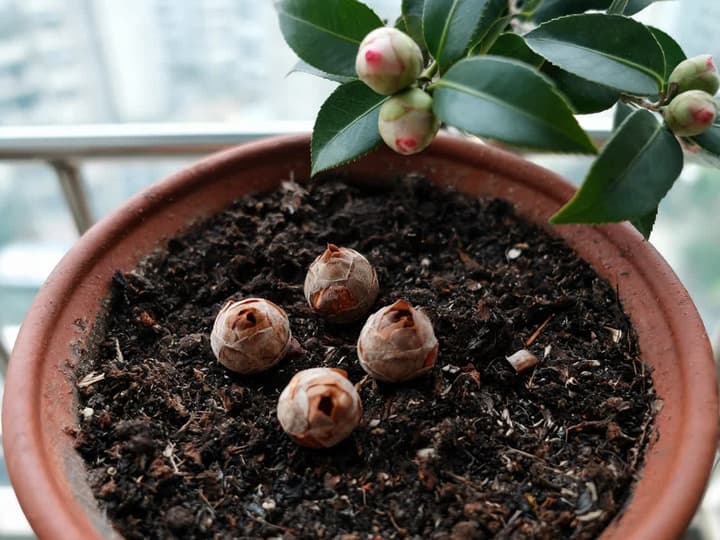 Fire lukkede, tørre og brune kameliaknopper faldet ned på pottemulden i krukken, med grønne knopper med rosa spids, der stadig sidder på grenen ovenover