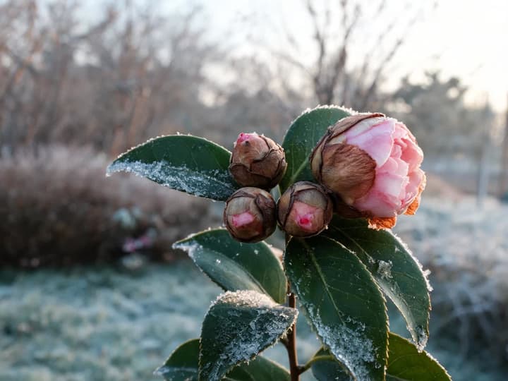 Kvistspets av kamelia efter frost, med tre knoppar med brunt och torrt skal, en rosa blomma med bruna kronbladskanter och gröna blad täckta av iskristaller