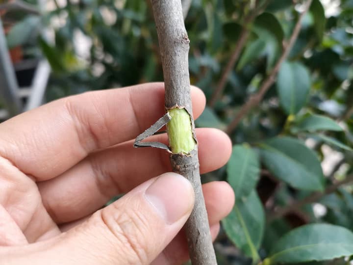 Ramo de camélia seguro entre os dedos, com um pedaço da casca cinza raspado com a unha e o tecido verde-claro e úmido aparecendo por baixo