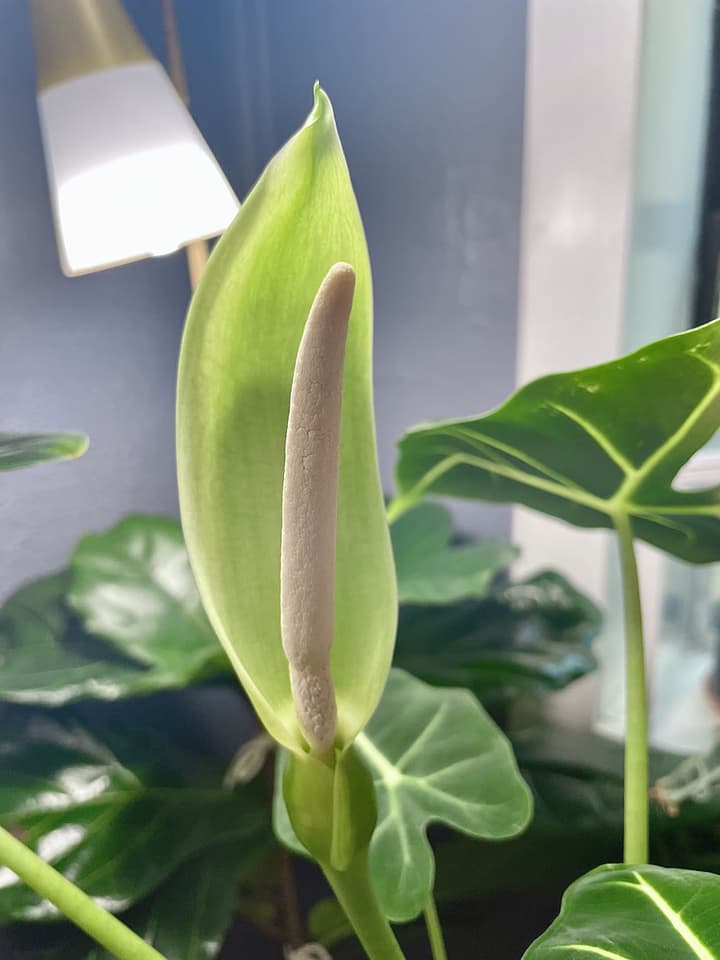 Otevřený květ alokázie Micholitzovy (Alocasia micholitziana) doma v bytě: světle zelený toulec ve tvaru kapuce, na jedné straně otevřený, s krémovou palicí vzpřímenou uprostřed