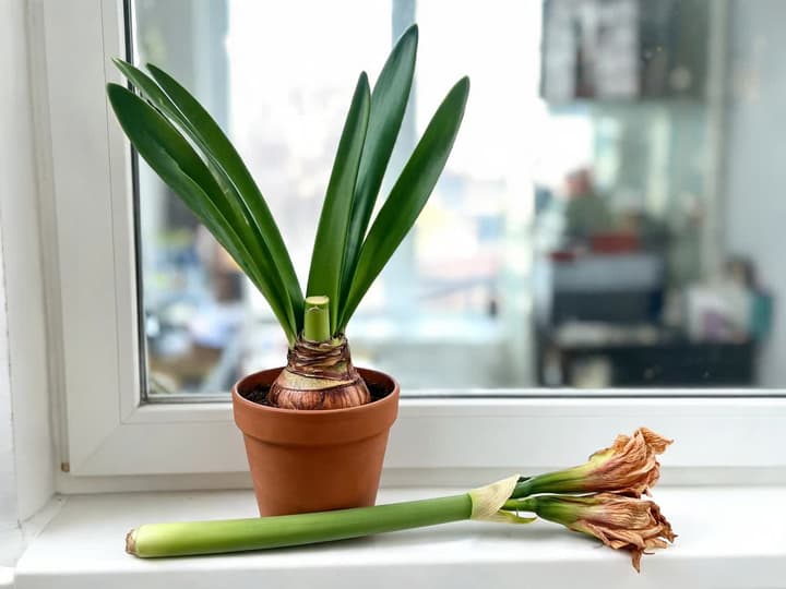 Amaryllis after flowering: stalk cut a few inches above the bulb, green leaves preserved, and spent flower stalk beside the pot