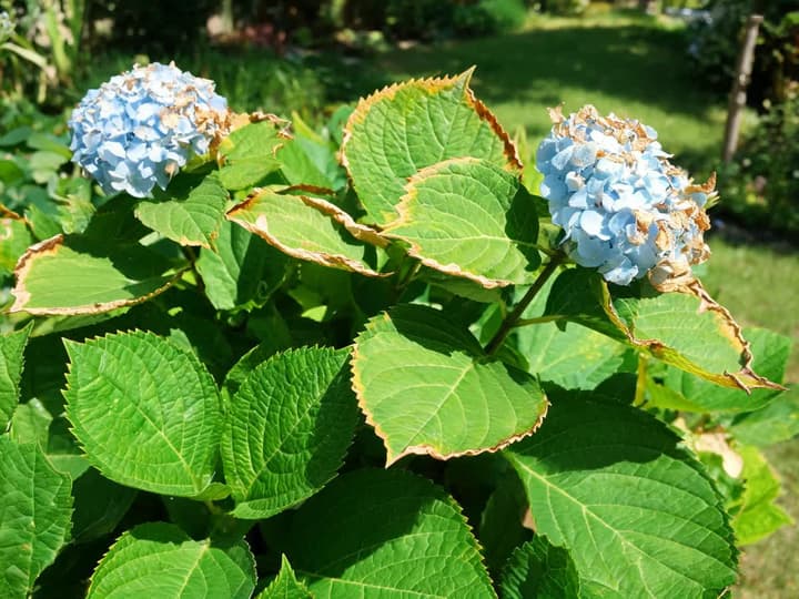 Hortenziju lapas ar saules apdegumiem, ar brūnām un sausām malām, un zili ziedi ar tumšākiem atsevišķiem ziediņiem spēcīgā saulē