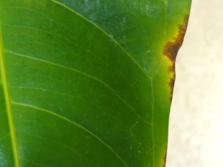 Antūrijas lapa ar bakteriozi sākuma stadijā: sauss un brūns malas posms, ko ieskauj dzeltena josla