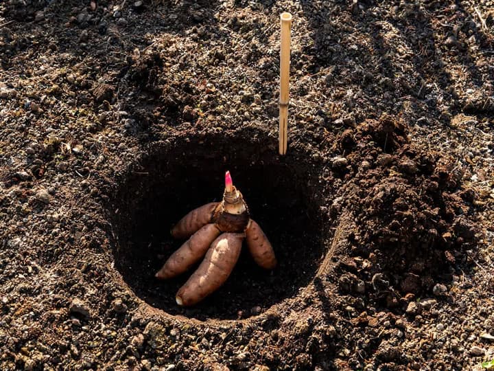 Dahliaknold liggende på bunden af plantehullet med et lyserødt skud på rodhalsen vendt opad og en bambuspind allerede sat i kanten