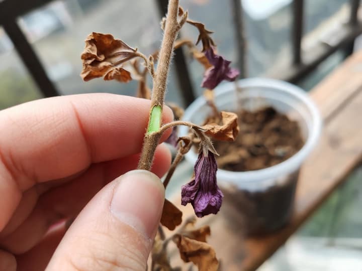 Dito che tiene il sottile fusto di una petunia seccata, con una porzione grattata dall'unghia che mostra il tessuto verde sotto la corteccia secca