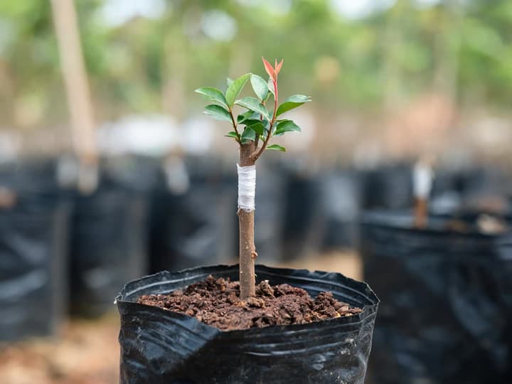 Grafted jabuticaba sapling in a black nursery bag, with white grafting tape wrapped around the stem about 15 cm above the soil, leaves only above the tape, and smooth bark below