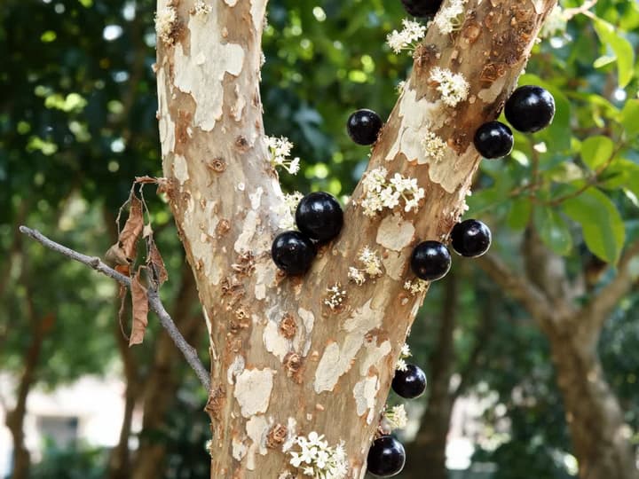 Trunk and thick branch of a jaboticaba tree with purple fruits and white flowers attached directly to the bark, and a thin, gray, dry branch with dead leaves growing out of the trunk