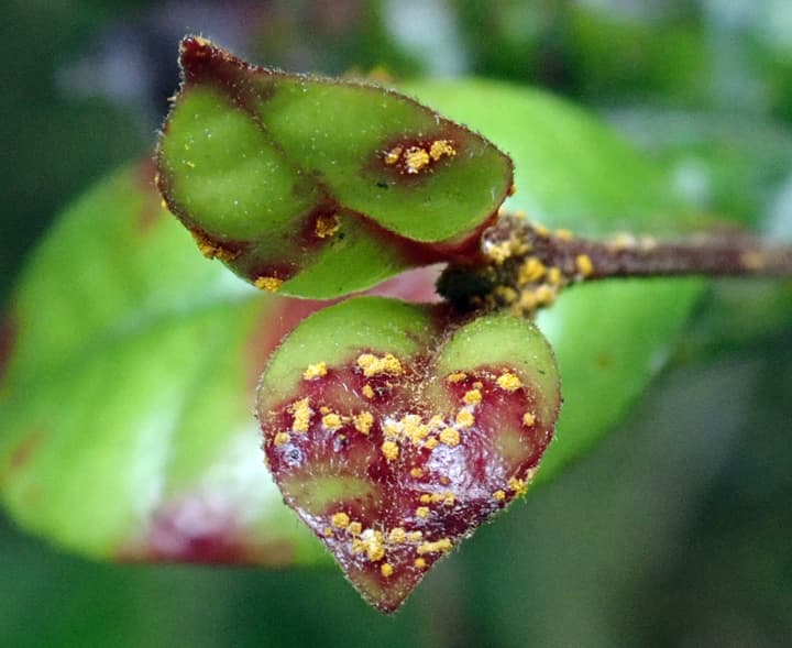 Hrdza Austropuccinia psidii na mladých listoch myrtovitej rastliny so žltými práškovitými pľuzgierikmi na červenkastých škvrnách