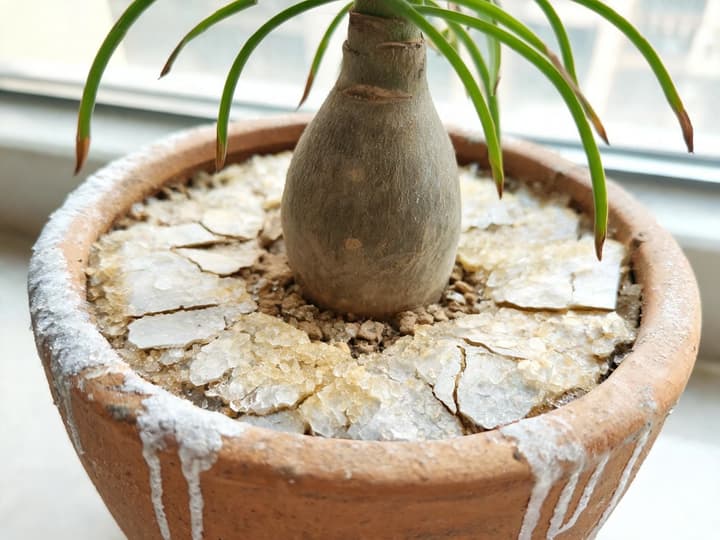 Pata-de-elefante em vaso de barro com crosta branca de sal de adubo sobre a terra e manchas brancas na borda do vaso