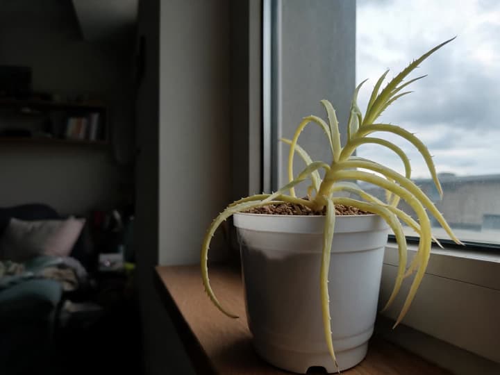 Aloe v plastovom kvetináči na parapete, s tenkými, dlhými a žltozelenými listami, ovisnutými a naklonenými smerom k okennému sklu