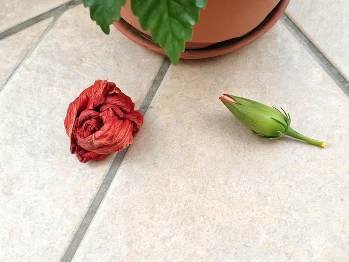 Nedfaldet hibiscusknop: en gammel, vissen og sammenrullet rød blomst samt en lukket, grøn knop med rød spids liggende ved siden af hinanden på altangulvet